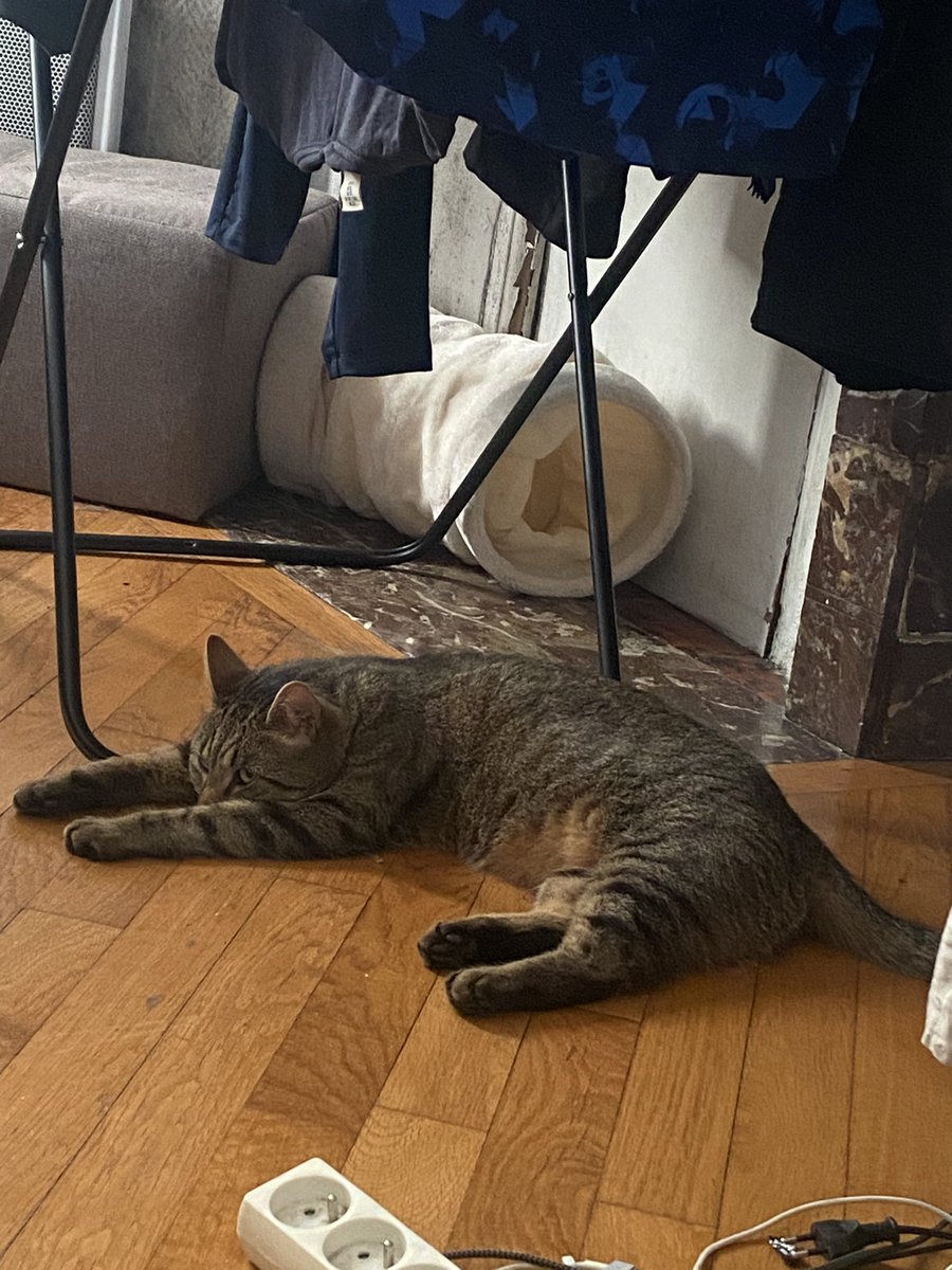 clemsstyles's tweet photo. que moi j’ai chaud c’est une chose, mais que mon chat est chaud JE SUIS PAS D’ACCORD REGARDEZ LE MON PAUVRE BÉBÉ 😭😭😭😭 https://t.co/XkkCXTqZZN