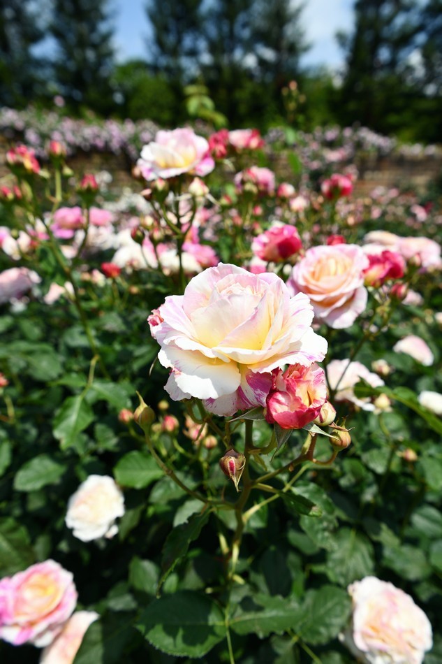 Botanichka's tweet photo. Яркий розарий в саду 🌿🌹

#ландшафтный_дизайн https://t.co/hOtFiNEnEB