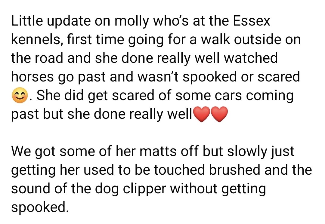 gsrescueelite's tweet photo. ❤️ Miss Molly Update ❤️

Mitchell and the Essex team are working their magic, all at Molly's pace and she is doing so well ❤️ 

#dogs #GermanShepherd #Essex #Wednesday #wednesdaythought https://t.co/qlw5QrkRyY