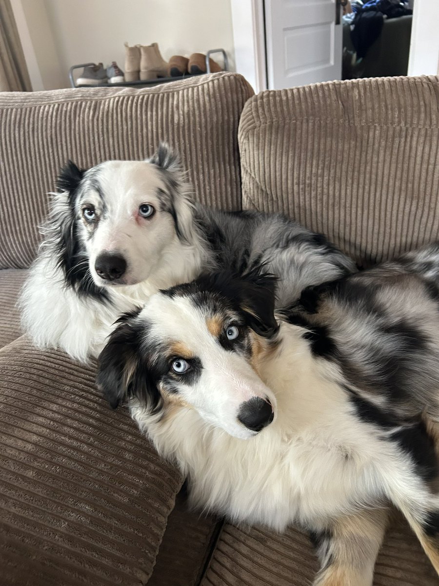 ChiArkTJ's tweet photo. @ku_grant Raven and Luna are sad by your comment. Please tell them you’re sorry. https://t.co/JU9S0ORN1H