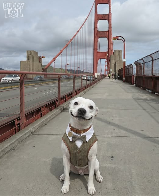 Tweets of Dogs tweet media