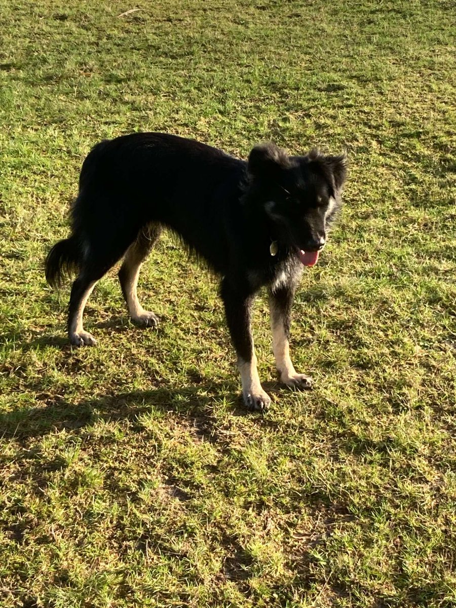 millypod1's tweet photo. 🆘26 MAY 2026 #Lost Lola #ScanMe
NERVOUS Collie Cross Female
Kings Avenue #Carshalton #Surrey #SM5
Potential sightings around Belmont area reported
https://t.co/S4x0OyhgxV https://t.co/IQnNU1cHsv