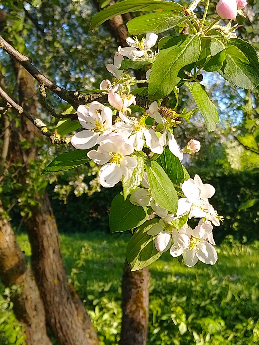 RealAliceCarter's tweet photo. Beautiful apple tree blooming in Estonia. 🌞🍏❤️ This photo was made 24.05.26. Photo by me. 📸  #appletree #Apple #Nature #NaturePhotography #Flowers #Spring #May #SpringVibes #Spring2026 #AliceCarter #Alice https://t.co/dVPlsbFkXE
