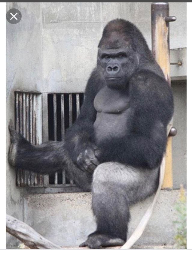 Gorilla 🦍 tweet media