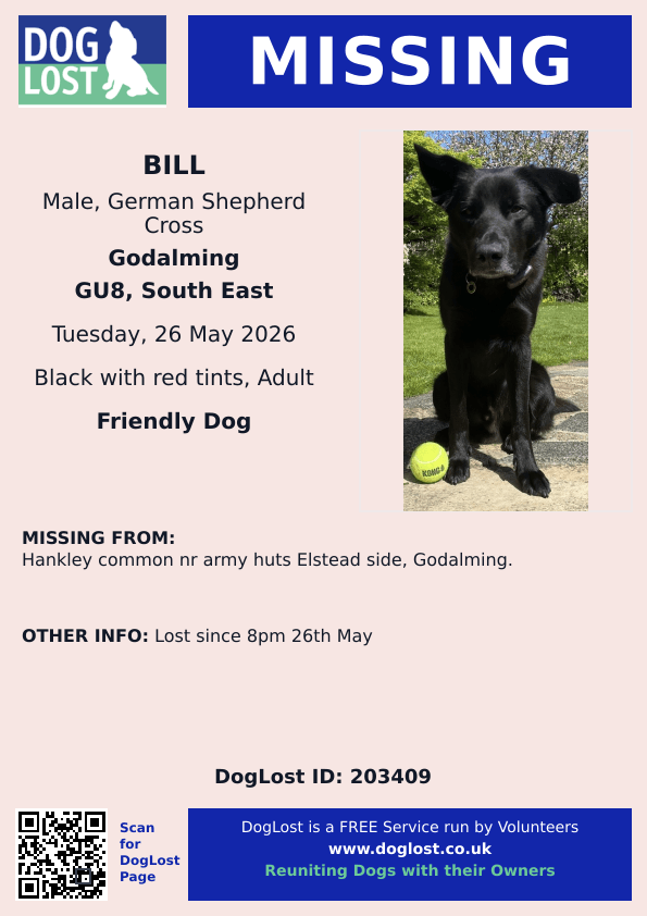 millypod1's tweet photo. 🆘26 MAY 2026 #Lost Bill #ScanMe
German Shepherd Cross Male
Hankley Common nr Army Huts #Elstead side, #Godalming #Surrey #GU8
https://t.co/co5ZbT7ueo https://t.co/A1fhcV7KoA