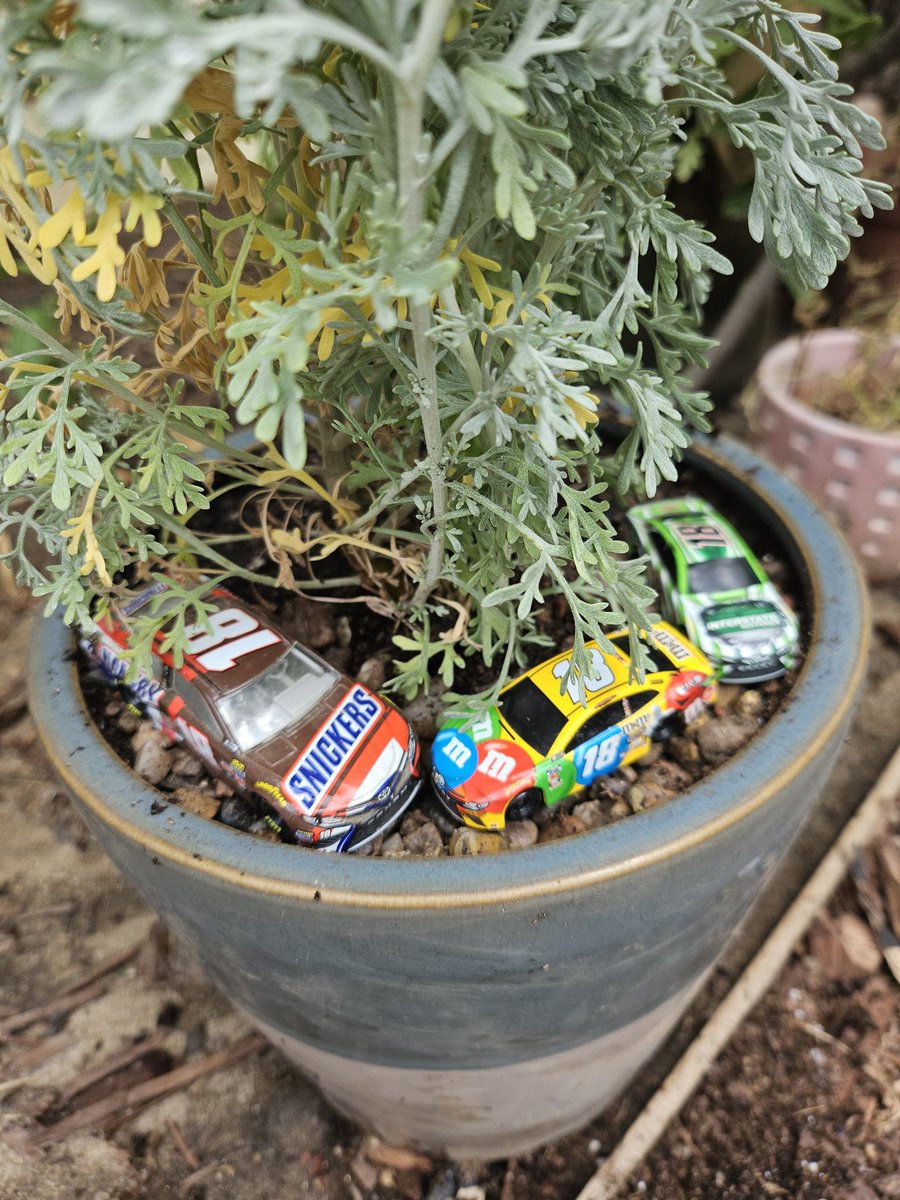 STARRRCADE97's tweet photo. I've become something of a gardener over the past few years so I picked out a sagebrush from my local nursery and planted it for Kyle Busch (Nevada state plant + it's a SHRUB!) https://t.co/hrcDzpHWmt