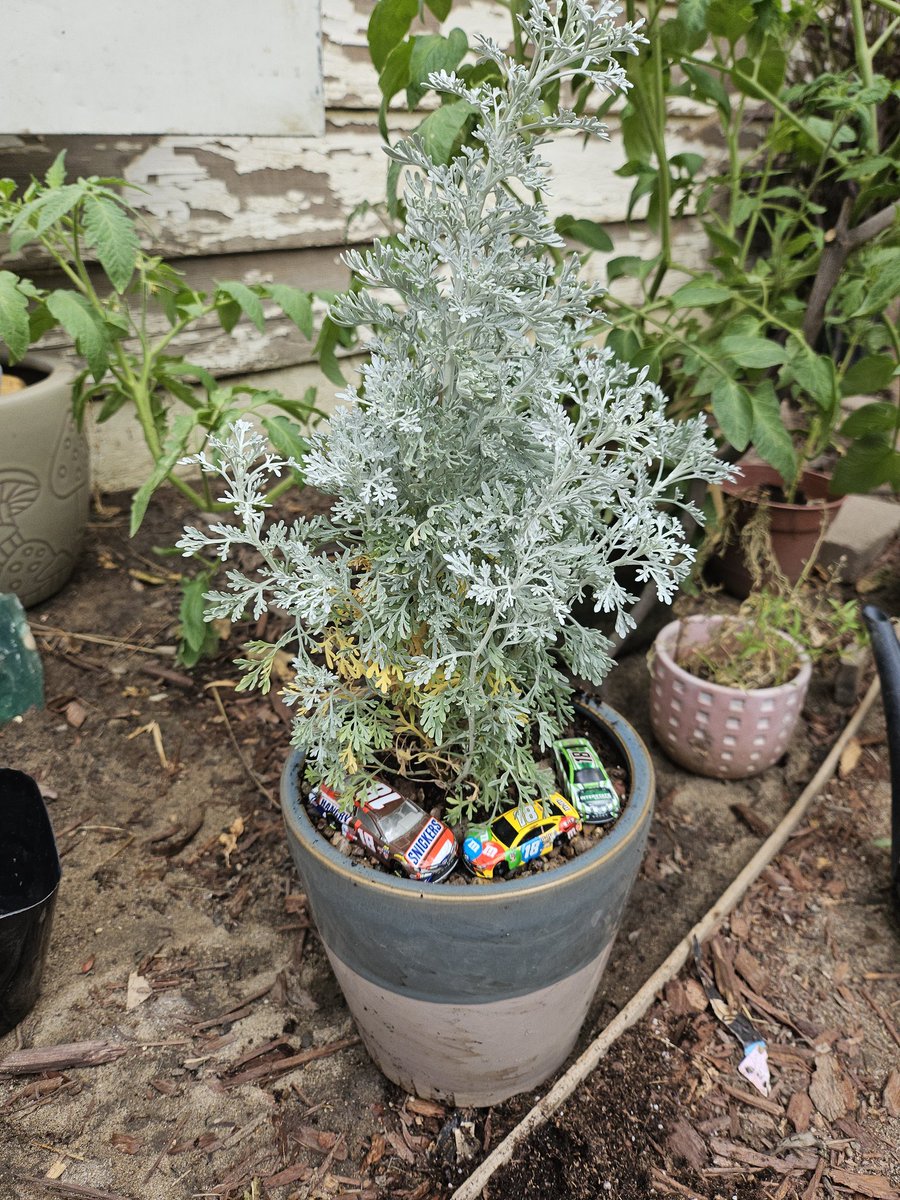 STARRRCADE97's tweet photo. I've become something of a gardener over the past few years so I picked out a sagebrush from my local nursery and planted it for Kyle Busch (Nevada state plant + it's a SHRUB!) https://t.co/hrcDzpHWmt