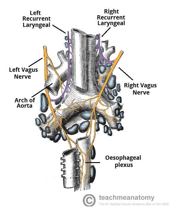 relizarov's tweet photo. AI is a tinkerer, not an engineer. Writing a complicated piece of code with AI is somewhat like evolution. You can get to a local minima with such a bad architecture that the only way out is to scratch it and start again. Like the unfixable left recurrent laryngeal nerve route. https://t.co/tHMMIiuZFg