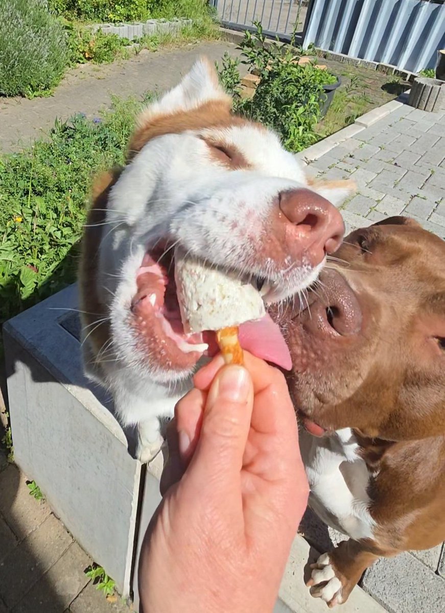 EnergyBorder's tweet photo. Enja: Wir brauchen eine Eiscremetherapie. https://t.co/c34hDmB2WH