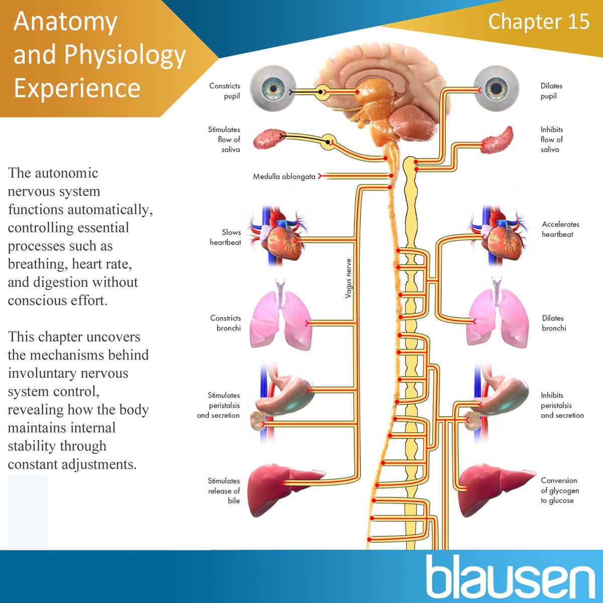 deanned127's tweet photo. At: https://t.co/IZvnHHaHvj | 15.0 The Autonomic Nervous System: Study with 1,000 images, 600 animations, and 100 3D-360 interactive models to increase A&P comprehension and retention!
.
.
#eLearning #HAPS #visuallearning #anatomy #phisology #medicalstudents #PreMed https://t.co/kEWdVzur2u