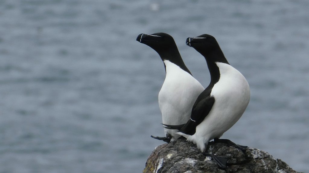 s4r4h_l's tweet photo. #PhotoOfTheDay I went for the puffins, but fell in love with the super smart #razorbills! Thank you to @SteelySeabirder &amp; all the volunteers, plus @SeabirdCentre rib team Kevin &amp; Nick who got us there safely, a fabulous trip to the #IsleOfMay So many photos to go through! 💚 https://t.co/Ecx2HcNeVZ