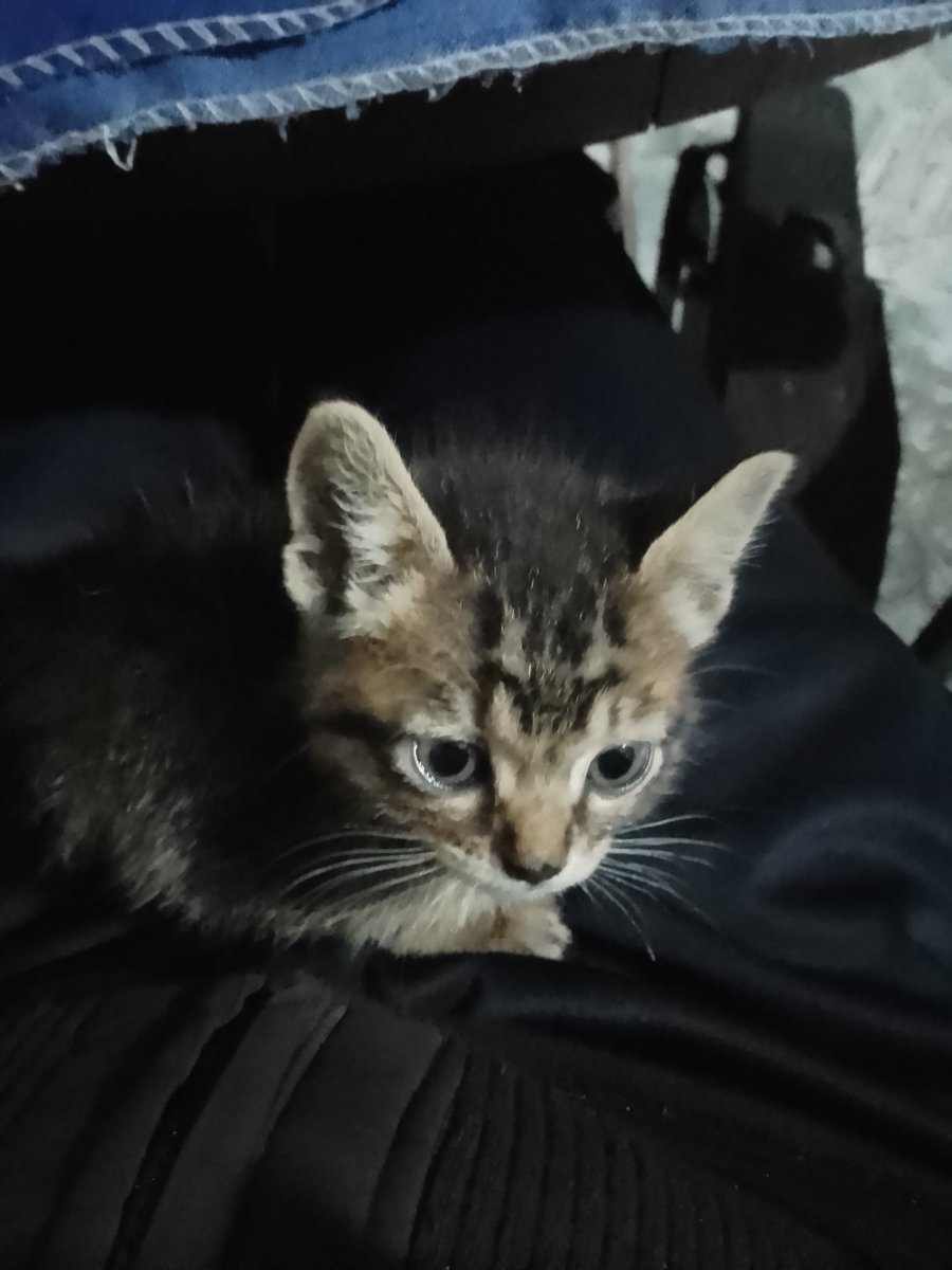 tacticalcrocs's tweet photo. MIREN LA GATITA Q ADOPTAMOS EN CASA LE PUSE PANDORA https://t.co/7eE24vFl8r