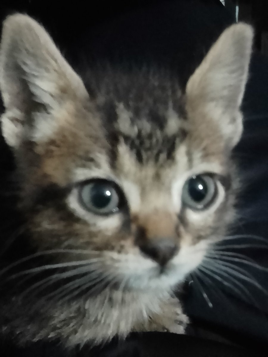 tacticalcrocs's tweet photo. MIREN LA GATITA Q ADOPTAMOS EN CASA LE PUSE PANDORA https://t.co/7eE24vFl8r