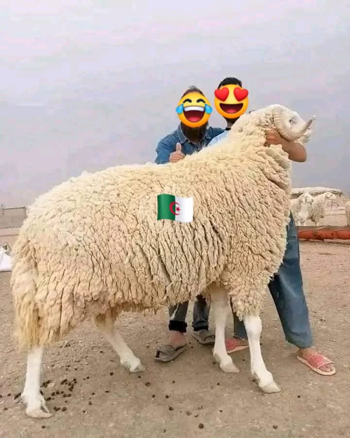 ibras64's tweet photo. كباش الجزائر 🇩🇿 الاصيلة ...
عرق "اولاد جلال" الاحسن و الاقوى والألذ في العالم .حاولوا استنساخها العديد من الدول دون نتيجة ...لتبقى مواشي اولاد جلال الجزائرية 🇩🇿 رقم واحد عالميا .....
سيخرج قردة 🐒 البابون و الطلالبة لمجادلتنا عبثا. https://t.co/kAQGU868Qg