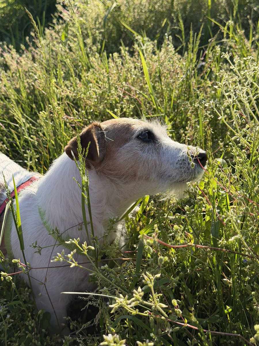 cursedends's tweet photo. oggi la mia cipollina salsicciottina ninetta tessina compie 12 anni 🥹🧡 https://t.co/qtQtCESNxf