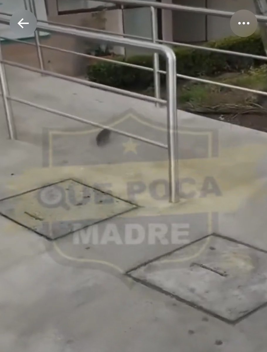 Trujillo Lo tweet media