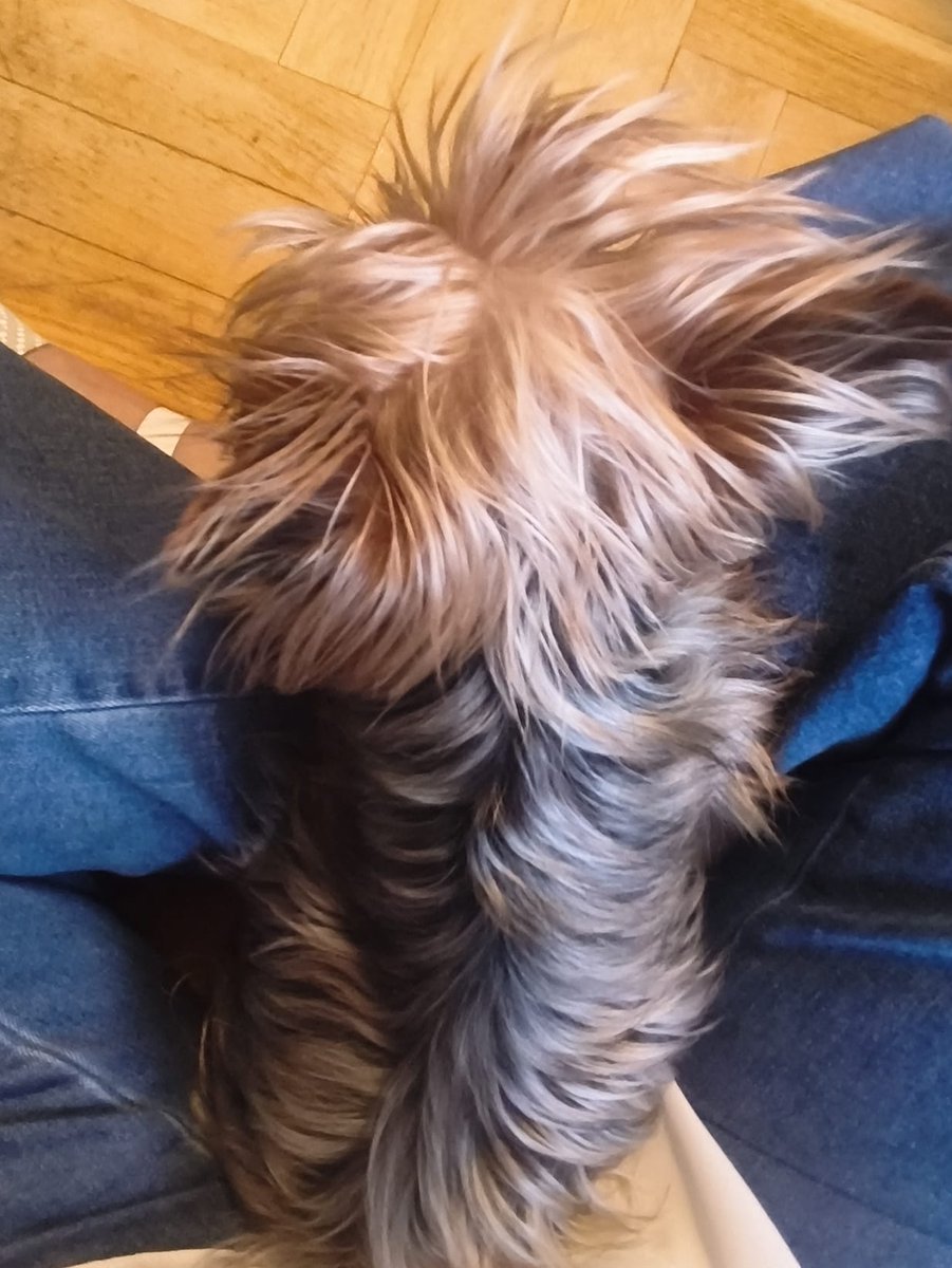 cid_lauri's tweet photo. 🐾 Hoy #Kenai cumple 12 añazos. No sé de quién es el dibujito, pero me encanta 🤗😊. https://t.co/zFpu7lAwxP