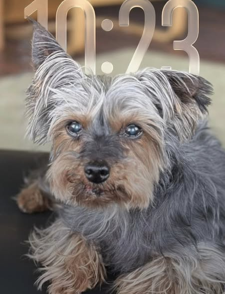 millypod1's tweet photo. 🆘27 MAY 2026 #Lost Finlay #ScanMe
ELDERLY Yorkshire Terrier Male
POSS PICKED UP NEED TO LOCATE FINDERS 
Shore Street, Stratford East area #London
Stratford Olympic Park #GreaterLondon #E15
https://t.co/cGJIkROlsi https://t.co/wnkijD6Eke