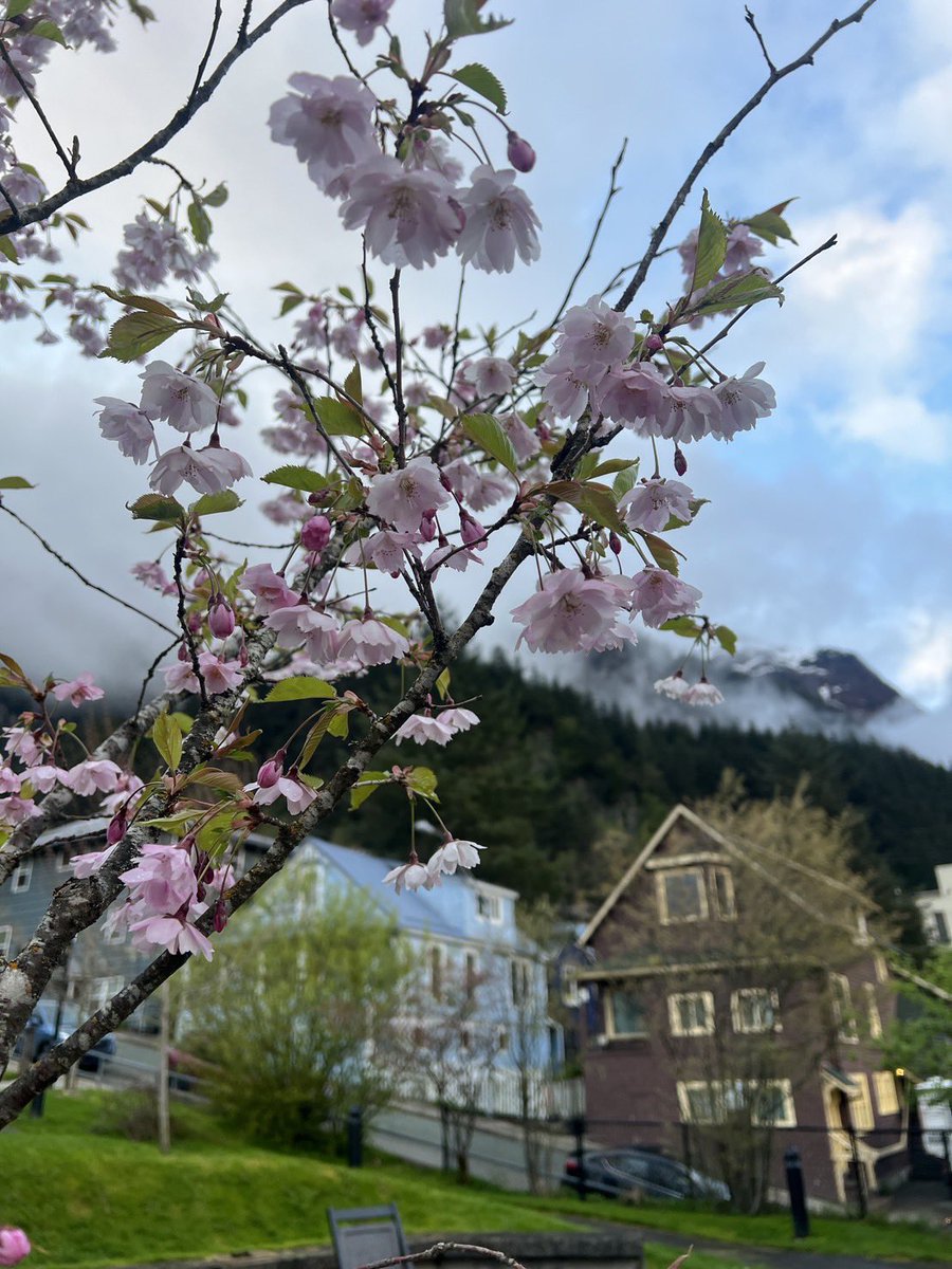 ayu_yg's tweet photo. アラスカに桜が咲くなんて。
はじめて知りました。

こちらは今ジュノーに滞在している友人から今朝送られてきたもの。

うちの6月生まれの娘には桜の字が入ってるんです。
アラスカではこの時期に桜が咲くんだよ、って言えるね。☺️

Photos by Takashi Nakashima https://t.co/BcLtHNlIIb