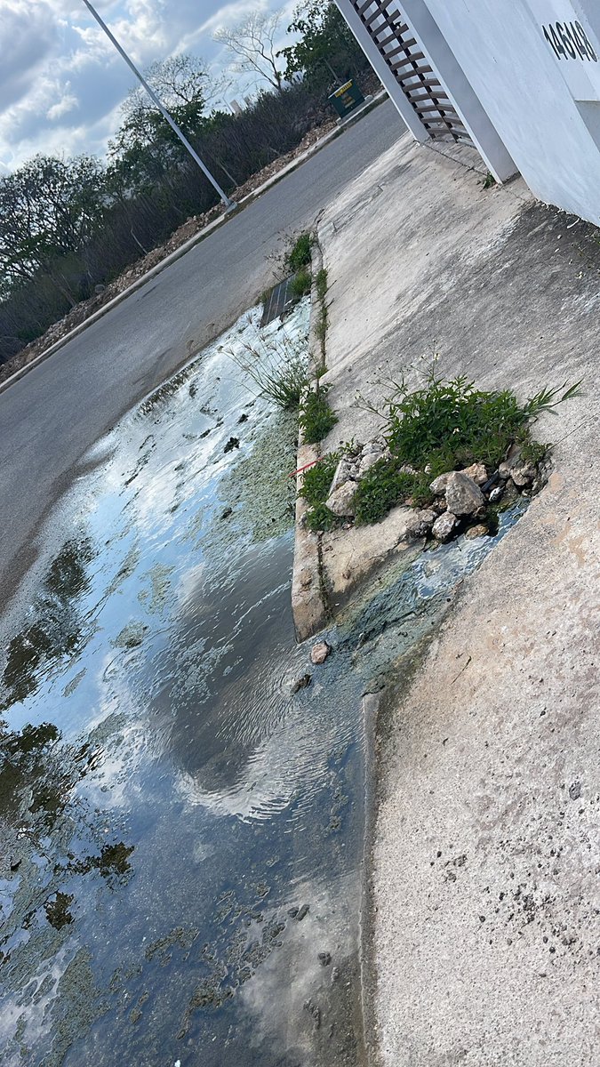 paudelfin__'s tweet photo. @huachodiazmena @JAPAYOficial meses con esta fuga en calle 33A x14B en gran san Pedro Cholul que gente de la Japay ocasionó y no se ha arreglado, se pierden miles de litros y no hacen nada, ya se reportó muchísimas veces y la respuesta es nula, por favor! URGEEEEER https://t.co/0H3DyUkPBU