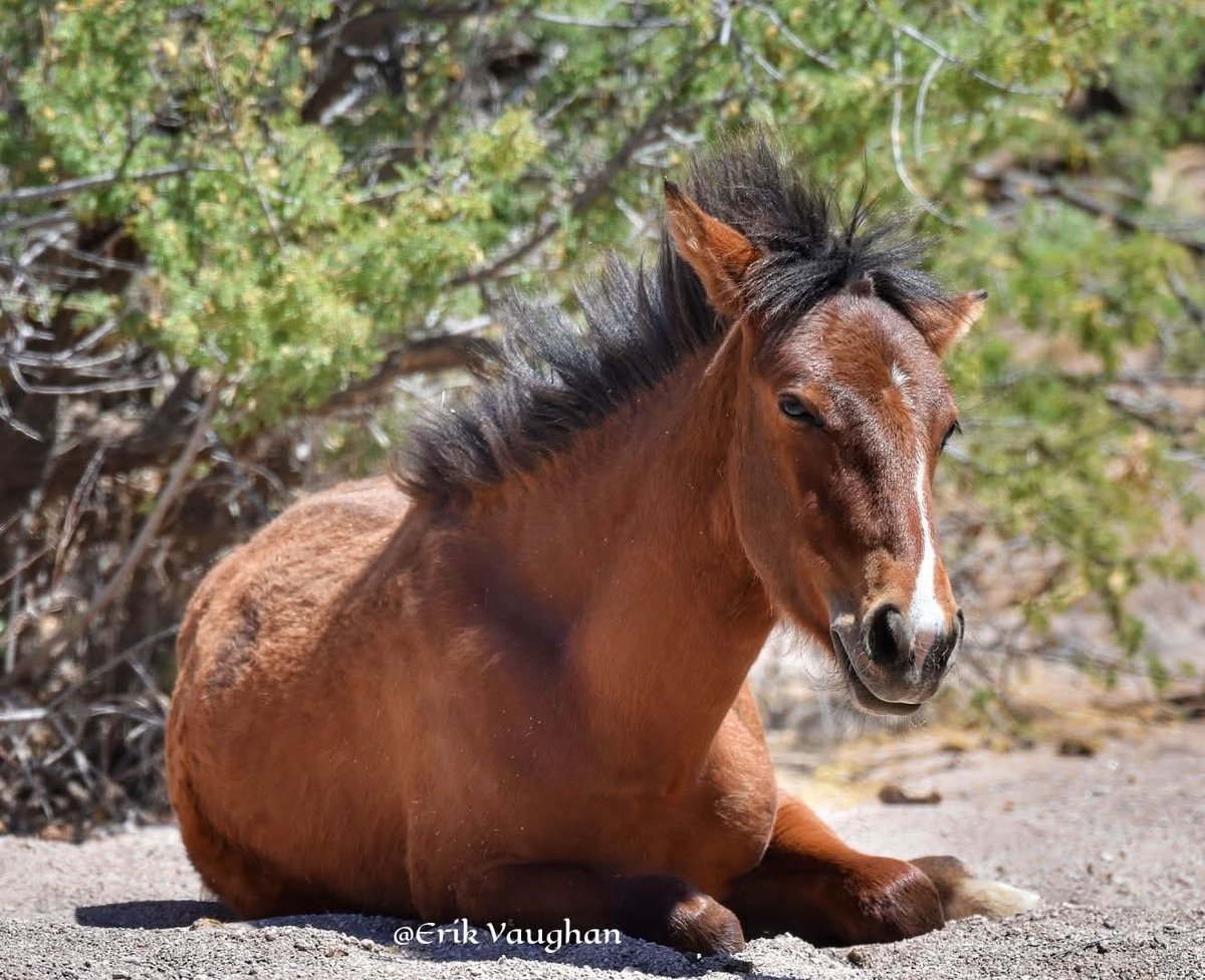 Salt River Wild Horse Management Group tweet media