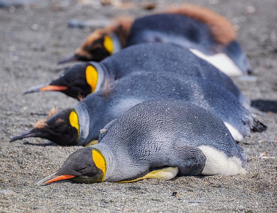 joancarroll's tweet photo. Four Kings South Georgia Island! https://t.co/0xSFpDUgh1 #penguins #kingpenguins #southgeorgia #wildlife #wildlifephotography #birds #birdwatching #birdphotography #antarctic #sleeping #beach #resting #buyart #wallart #artforsale #artstore #travel #travelphotography #wallartforsale #giftideas @joancarroll