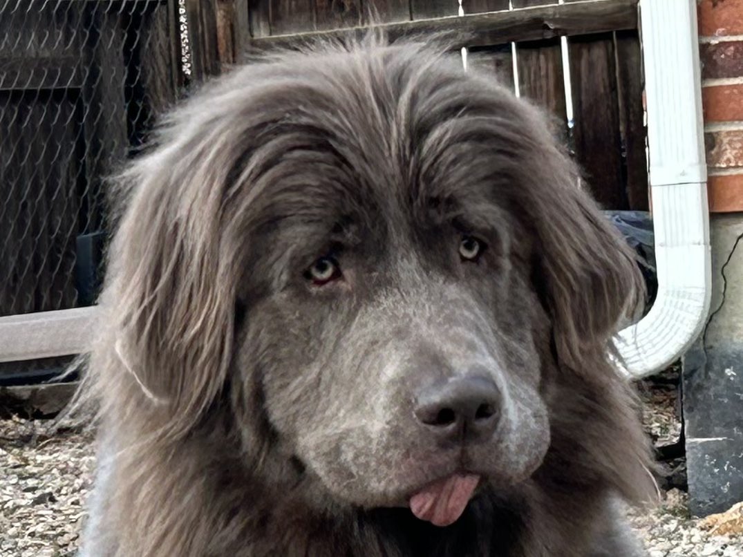 GuzGremlin's tweet photo. @Kruzadar I got me a sweet girl that looks at me like this, it’s pretty much the same, lol 😋 https://t.co/EWrDVLomQM