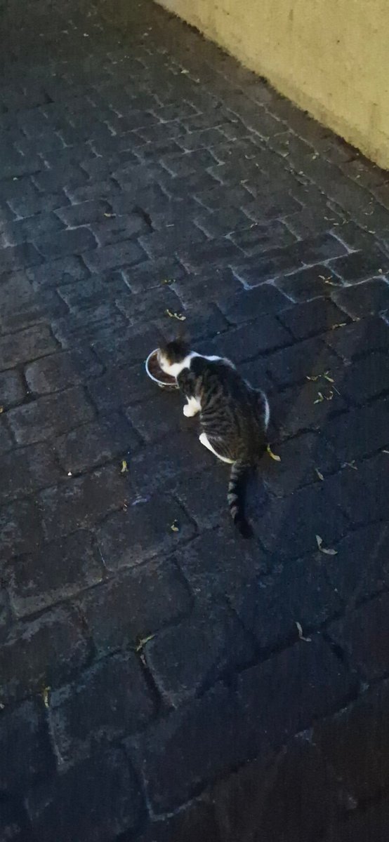 dublincatdad's tweet photo. This guy was found last night in Drumcairn Tallaght D24 . Injured paw and limping. If anyone knows or is missing this kitten please contact me here. @CDPAIRE @catsaiddublin @ucdvetmed please also share to raise awareness https://t.co/gWZw9JlvNu