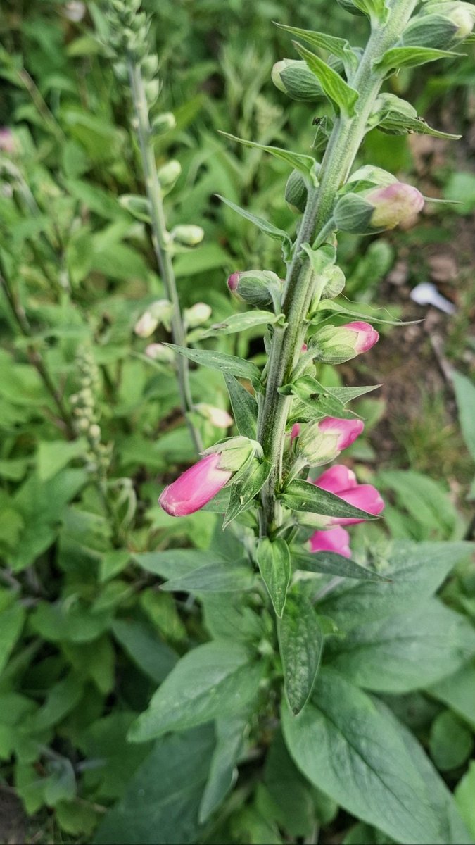 millywitch's tweet photo. In my garden, an abundance of 'Witches Gloves' aka 'Dead Man's Bells'... https://t.co/gM57DZ8B3e