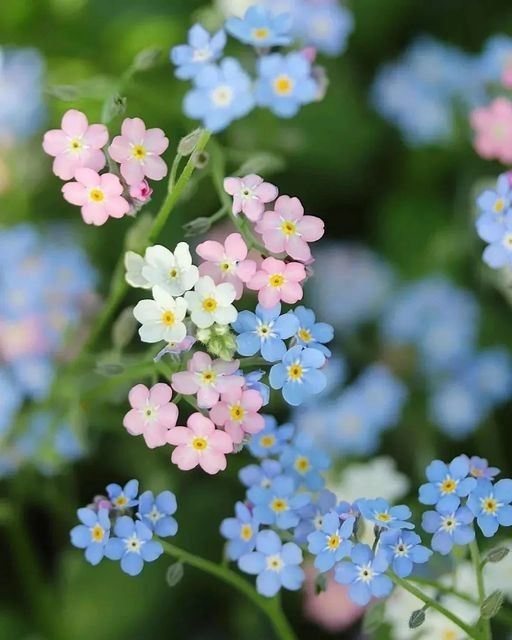 greenvibe's tweet photo. Soft colors make the world feel quieter https://t.co/RE3oZybNBq