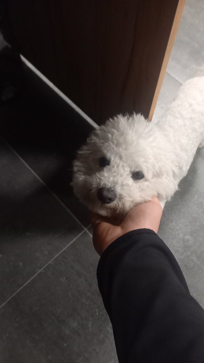 Garowski17's tweet photo. večerva na repertoarot imame galenje ubavi kučki https://t.co/xAIvTA4W1H