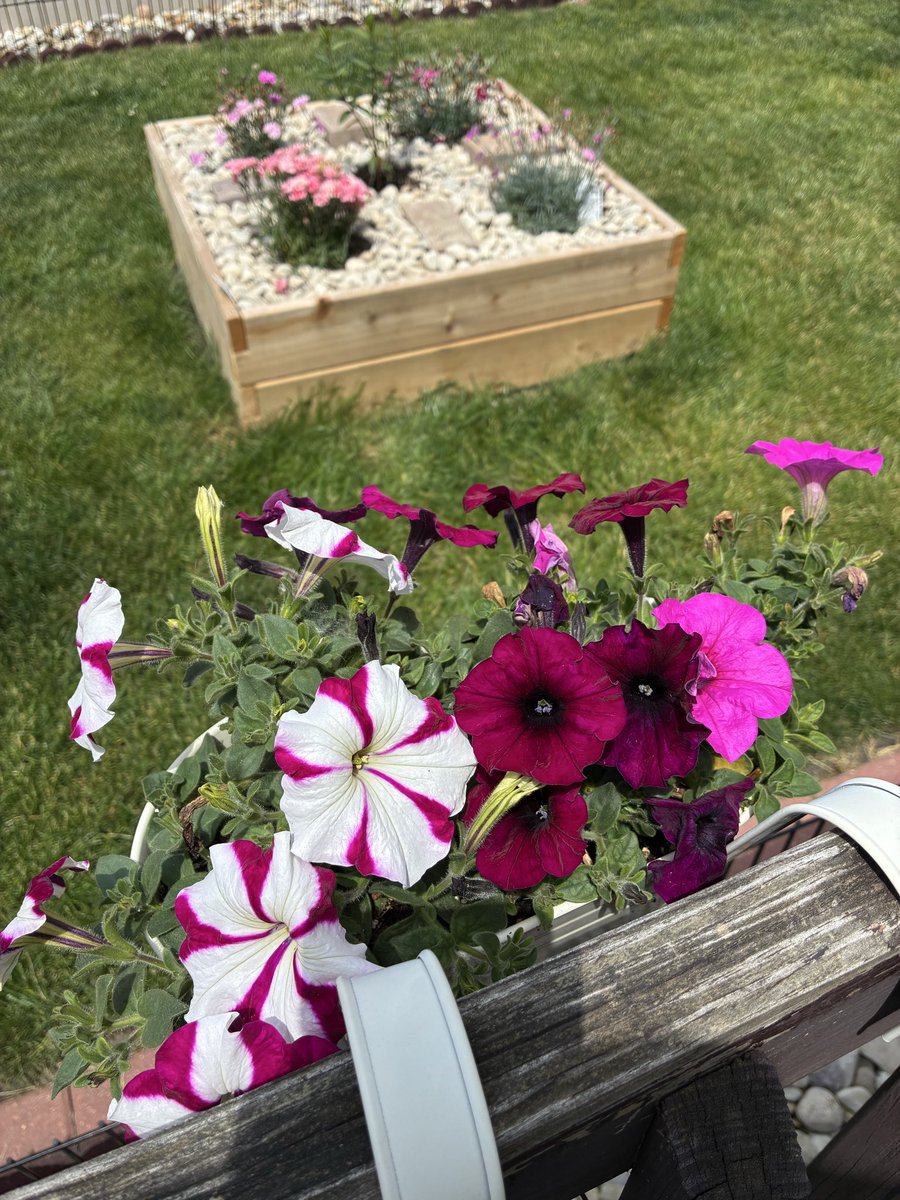 TeacherRB's tweet photo. Fine-tuning the planters now that ‘varmints’ have started digging into the dirt overnight. https://t.co/l02fEwDB7c