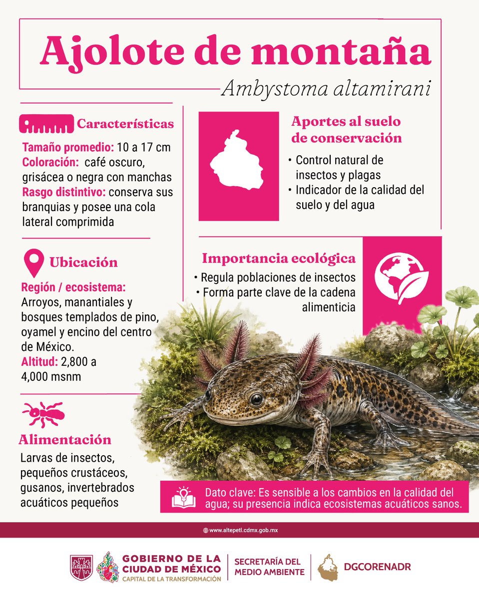 corenadr's tweet photo. 🔎¿Sabías que los ajolotes pueden regenerar cualquier parte de su cuerpo si  la pierden por alguna lesión?

Checa esta información sobre el  anfibio más representativo de nuestro país  y conócelo a detalle👇

🫶 ¡Cuidemos el medio ambiente para su preservación! https://t.co/TzCgCsBsxg
