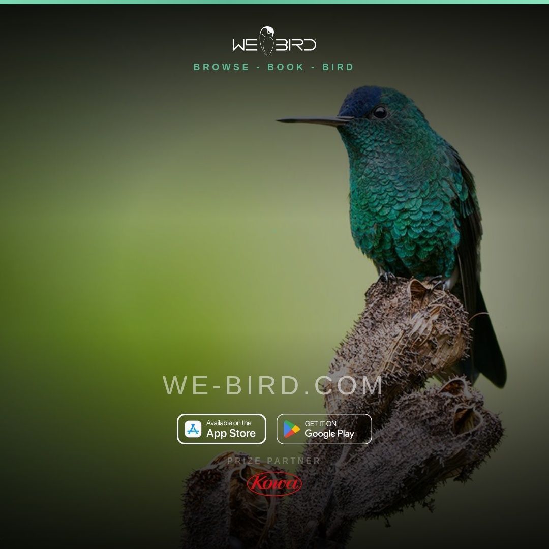 WeBirdTravel's tweet photo. Our Trailblazer Challenge needs YOU to help us spread the word to other bird guides!

When we hit 500 guide signups, one of you will win FREE Kowa BDII 10x42 binoculars! Share this post with your followers today!

Signup questions? See our tutorial video: https://t.co/i6wgVXAwTd https://t.co/vRemX6sWJi