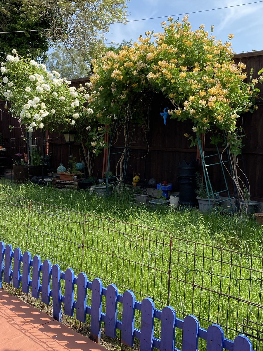 BenningtonIsGod's tweet photo. #gardenersworld #Honeysuckle #Roses  coming along nicely 😊 https://t.co/JyIWi8vYwL