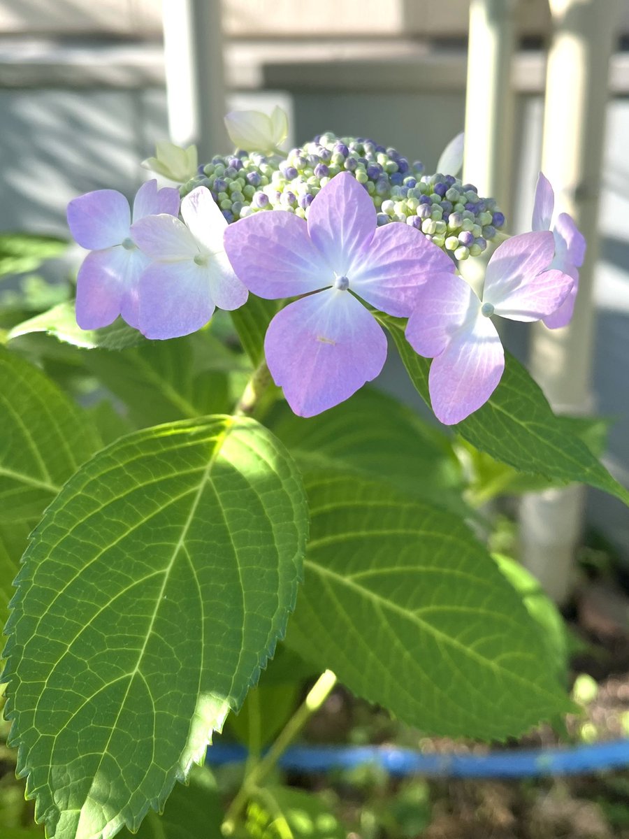 332mmf's tweet photo. おはようございます
紫陽花の季節がやってきましたね
今日も一日どうかご安全に

バラ🌹と紫陽花 https://t.co/7G5fmGqzGA