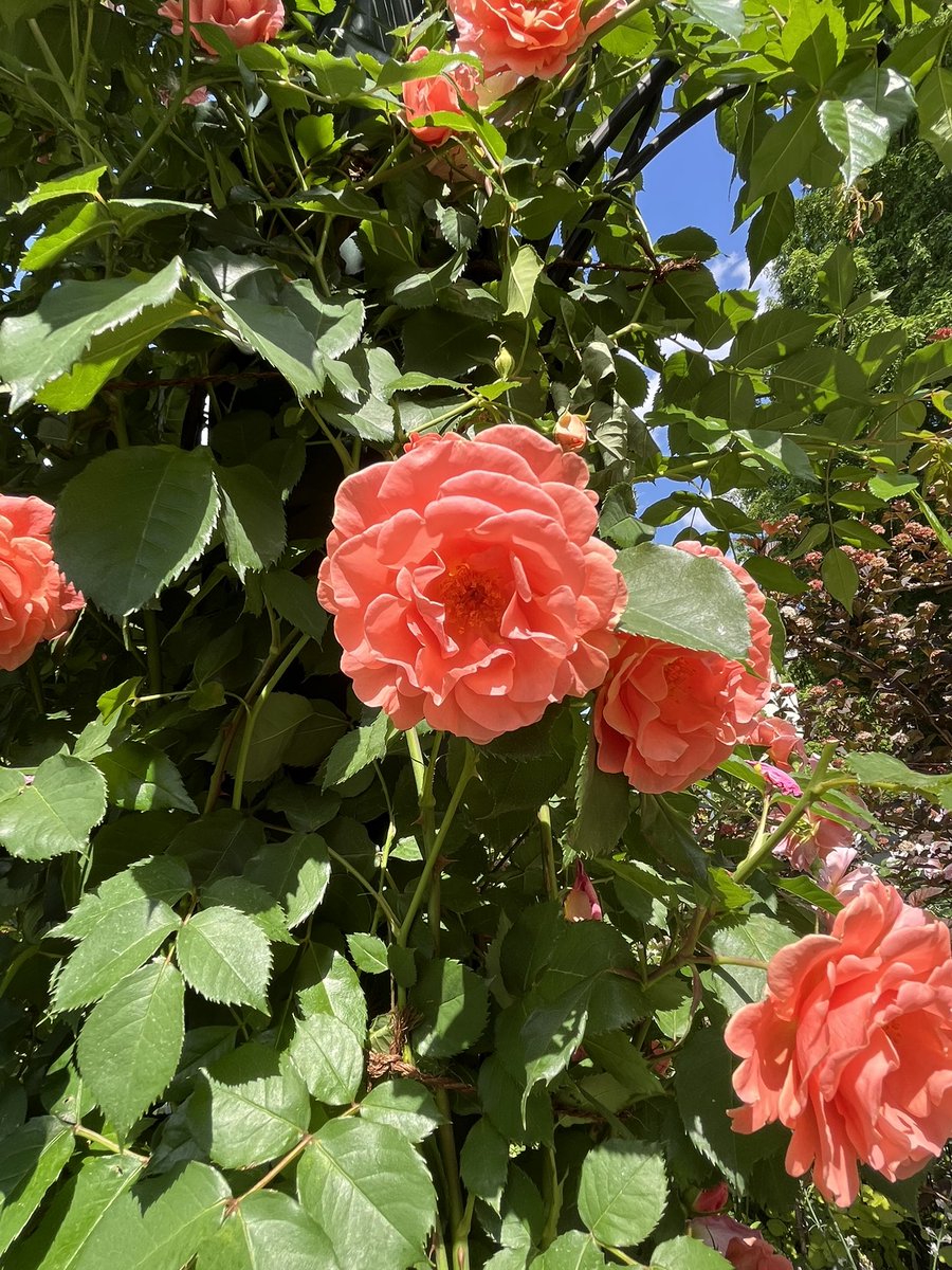 332mmf's tweet photo. おはようございます
紫陽花の季節がやってきましたね
今日も一日どうかご安全に

バラ🌹と紫陽花 https://t.co/7G5fmGqzGA