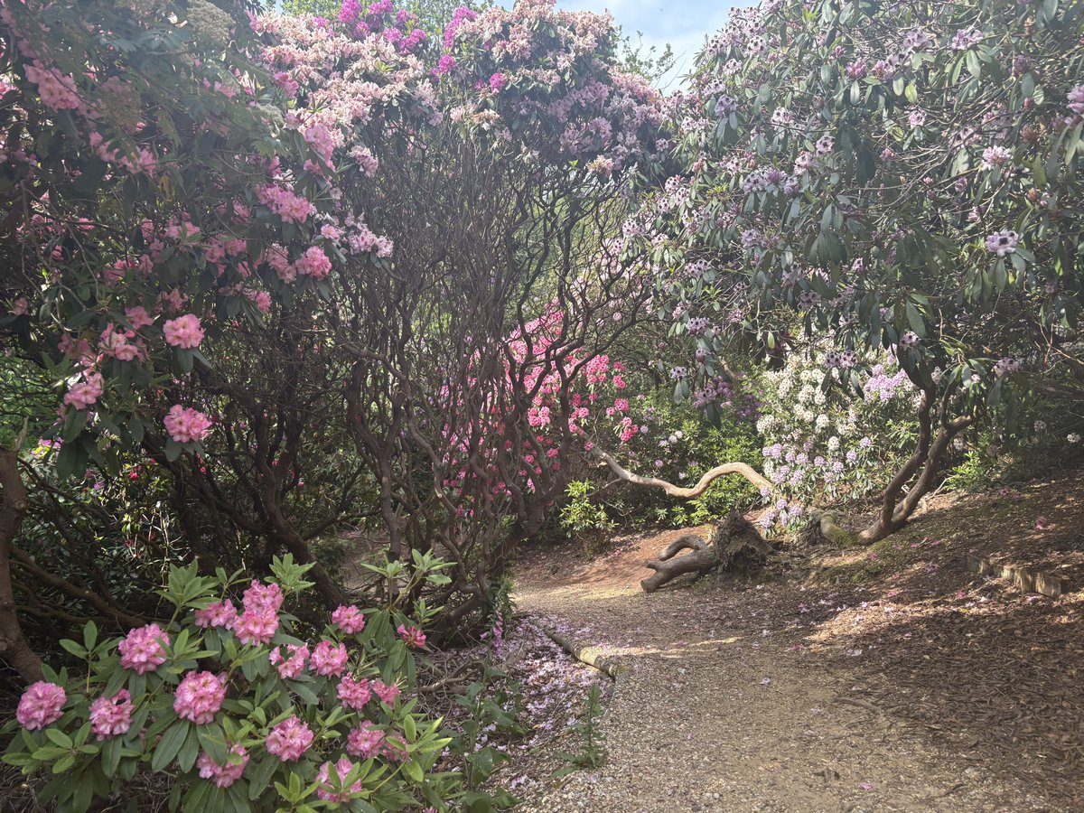 victorshannock's tweet photo. Rhododendrons and azaleas Sheringham Park. Thankfully  the NationalTrust are removing the ponticum https://t.co/f3HfK3u1vG