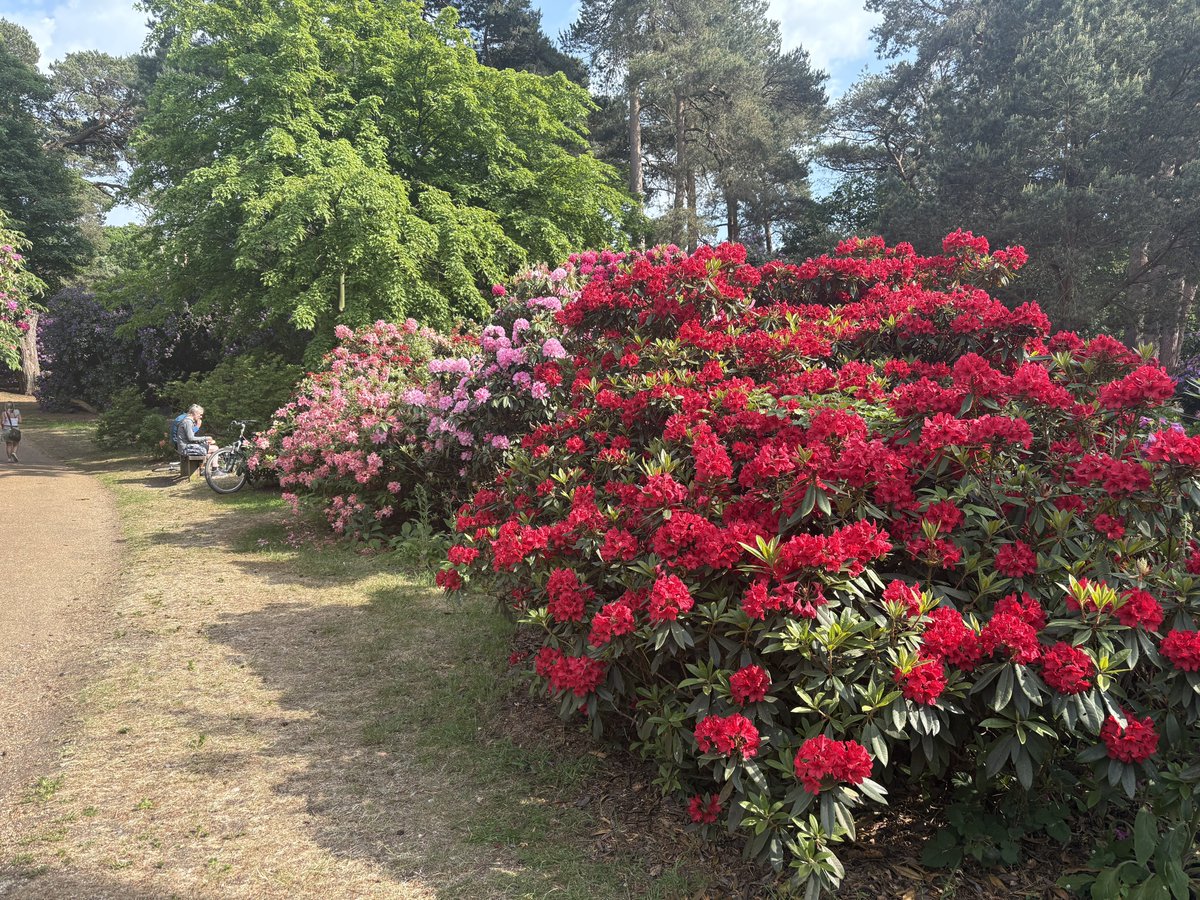 victorshannock's tweet photo. Rhododendrons and azaleas Sheringham Park. Thankfully  the NationalTrust are removing the ponticum https://t.co/f3HfK3u1vG