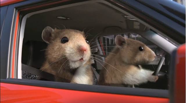 Rat tweet media