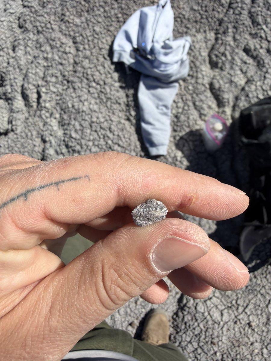 NotThatMarsh's tweet photo. did anyone else put their backpack down right next to a 200,000,000 year old fish jaw today? https://t.co/ChVeI9Cg0c