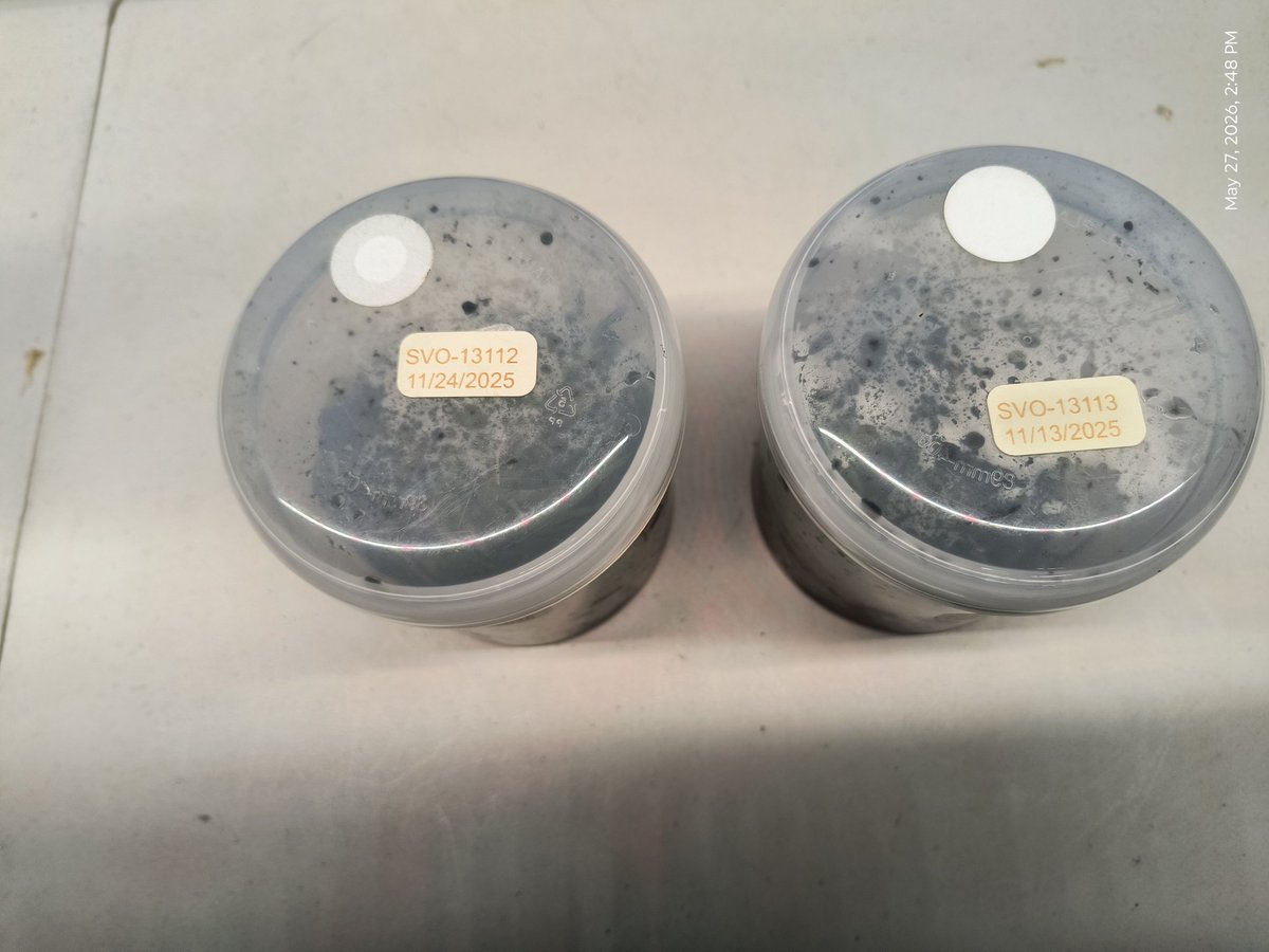 wolf71758's tweet photo. Received a pair of flasks from Sunset Valley Orchids that used my Ctsm. Diana's Dots 'Yosemite Sam' FCC/AOS as a parent

#13112
x Ctsm. Joseito's Backlit Phoenix 'SVO' AM/AOS

#13113
x Ctsm. (Melana Davison x Diana's Dots) 'SVO Snow' https://t.co/AiJ2pUCdF9