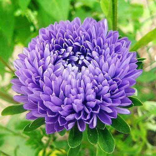 ASTER!!! tweet media