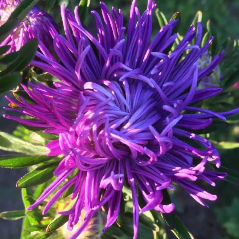 ASTER!!! tweet media