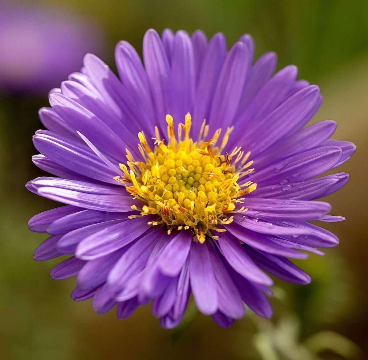 ASTER!!! tweet media