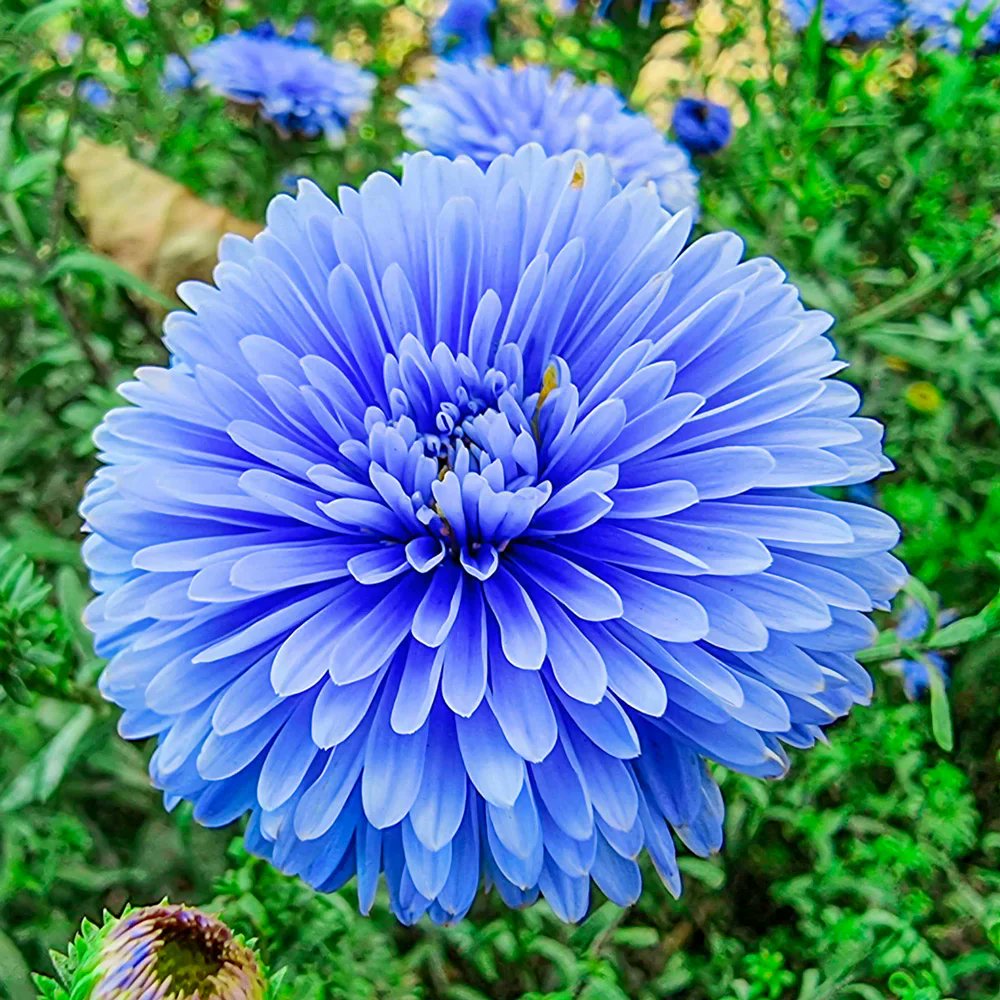ASTER!!! tweet media