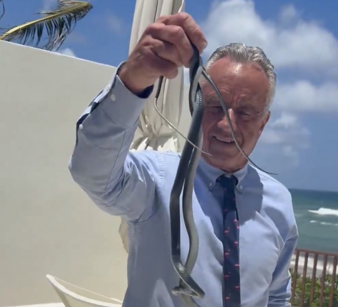 yabaleftonline's tweet photo. Robert Kennedy Jr picks up writhing snakes with bare hands. https://t.co/j9J0BOQeI4