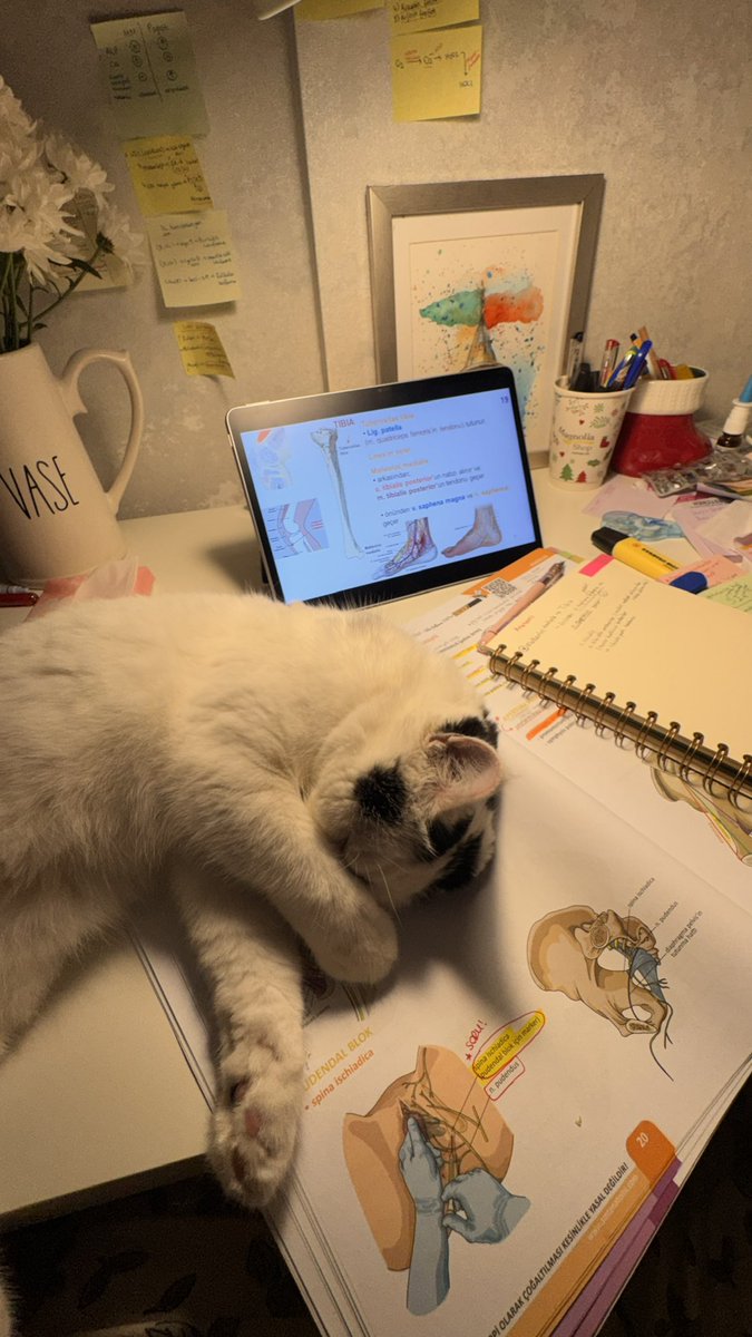 batmaninyamagi's tweet photo. Yıllardır çalışamadığım tusu kedimle şu şekil çalışıp kazandı(k). Tusbuddy kedi edinme işi gönülden tavsiyemdir☺️😅 https://t.co/x4tu2c018k