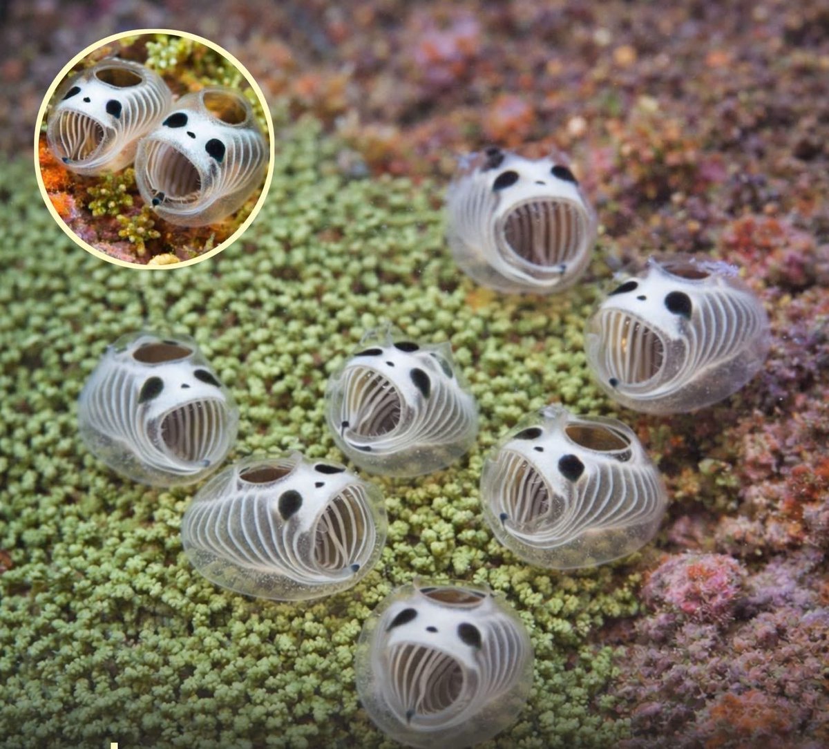 Natureegir1's tweet photo. 🚨 This is the Skeleton Panda Sea Squirt, a transparent filter feeder resembling a tiny panda. https://t.co/iV4KFNWCab