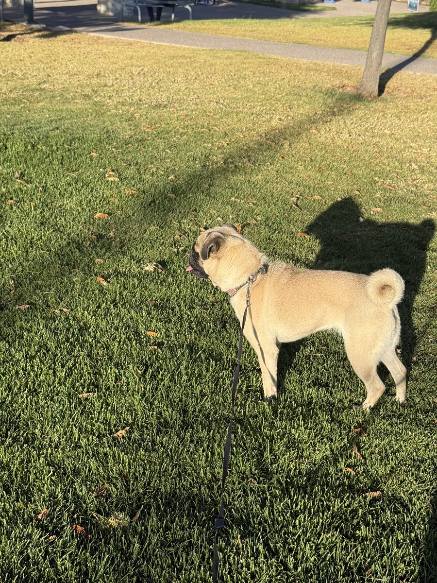 fernandapachg's tweet photo. No entenderían todo lo amor que le tengo a este ser de 4 patitas https://t.co/3h6HbJbXsM
